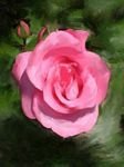 pic for Painted pink rose